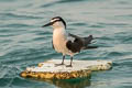 Bridled Tern Onychoprion anaethetus anaethetus