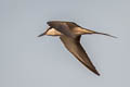 Bridled Tern Onychoprion anaethetus anaethetus