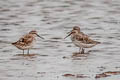 Broad-billed Sandpiper Calidris falcinellus sibrica