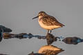 Broad-billed Sandpiper Calidris falcinellus sibrica