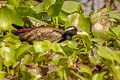 Bronze-winged Jacana Metopidius indicus 