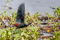 Bronze-winged Jacana Metopidius indicus 