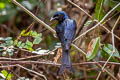 Bronzed Drongo Dicrurus aeneus aeneus