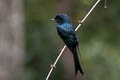 Bronzed Drongo Dicrurus aeneus aeneus