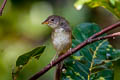 Brown Prinia Prinia polychroa deignani