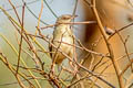 Brown Prinia Prinia polychroa deignani