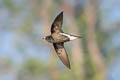 Brown-backed Needletail Hirundapus giganteus indicus