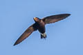 Brown-backed Needletail Hirundapus giganteus indicus