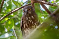 Brown Boobook Ninox scutulata scutulata