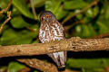 Brown Boobook Ninox scutulata scutulata