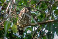 Brown Boobook Ninox scutulata scutulata