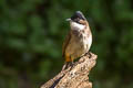 Brown-breasted Bulbul Pycnonotus xanthorrhous xanthorrhous