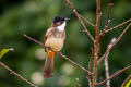 Brown-breasted Bulbul Pycnonotus xanthorrhous xanthorrhous