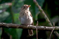 Brown-breasted Flycatcher Muscicapa muttui