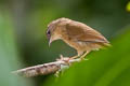 Brown-cheeked Fulvetta Alcippe poioicephala haringtoniae