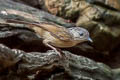 Brown-cheeked Fulvetta Alcippe poioicephala karenni