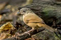 Brown-cheeked Fulvetta Alcippe poioicephala karenni