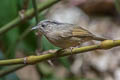 Brown-cheeked Fulvetta Alcippe poioicephala alearis