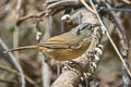 Brown-cheeked Fulvetta Alcippe poioicephala haringtoniae