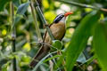 Brown-crowned Scimitar Babbler Pomatorhinus phayrei albogularis