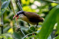 Brown-crowned Scimitar Babbler Pomatorhinus phayrei albogularis