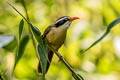 Brown-crowned Scimitar Babbler Pomatorhinus phayrei albogularis