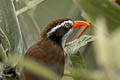 Brown-crowned Scimitar Babbler Pomatorhinus phayrei albogularis