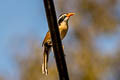 Brown-crowned Scimitar Babbler Pomatorhinus phayrei albogularis