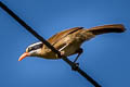 White-browed Scimitar Babbler