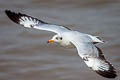 Brown-headed Gull Chroicocephalus brunnicephalus