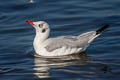 Brown-headed Gull Chroicocephalus brunnicephalus