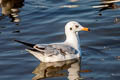 Brown-headed Gull Chroicocephalus brunnicephalus