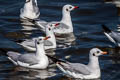 Brown-headed Gull Chroicocephalus brunnicephalus