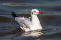 Brown-headed Gull Chroicocephalus brunnicephalus