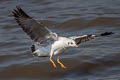 Brown-headed Gull Chroicocephalus brunnicephalus