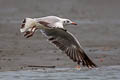 Brown-headed Gull Chroicocephalus brunnicephalus