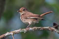 Brown-streaked Flycatcher Muscicapa williamsoni williamsoni