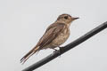 Brown-streaked Flycatcher Muscicapa williamsoni williamsoni