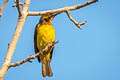 Brown-throated Sunbird Anthreptes malacensis malacensis