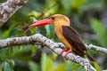 Brown-winged Kingfisher Pelargopsis amauroptera