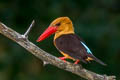 Brown-winged Kingfisher Pelargopsis amauroptera