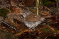 Brown Fulvetta Alcippe brunneicauda brunneicauda