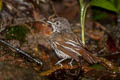 Brown Fulvetta Alcippe brunneicauda brunneicauda