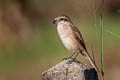 Brown Shrike Lanius cristatus ssp.