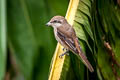 Brown Shrike Lanius cristatus ssp.