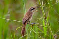 Brown Shrike Lanius cristatus ssp.