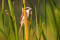 Brown Shrike Lanius cristatus ssp.