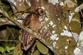 Brown Wood Owl Strix leptogrammica maingayi