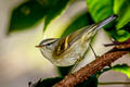 Buff-barred Warbler Phylloscopus pulcher vegetus (Orange-barred Warbler)