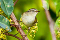 Buff-barred Warbler Phylloscopus pulcher vegetus (Orange-barred Warbler)